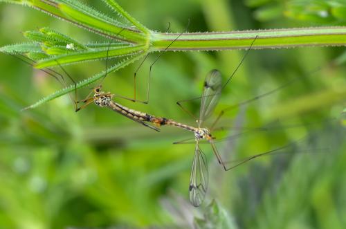 Nephrotoma quadrifaria